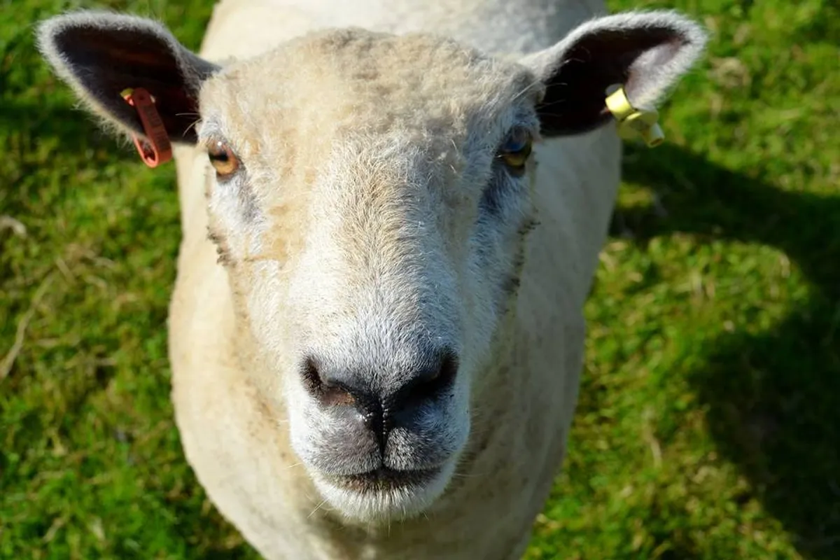 Fruin Farm photo 10