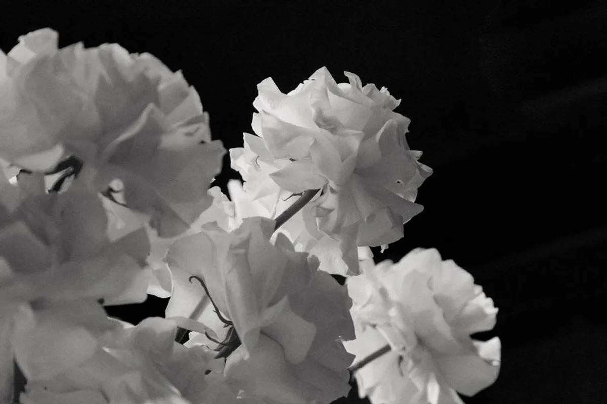 bloomsbycag photo 4