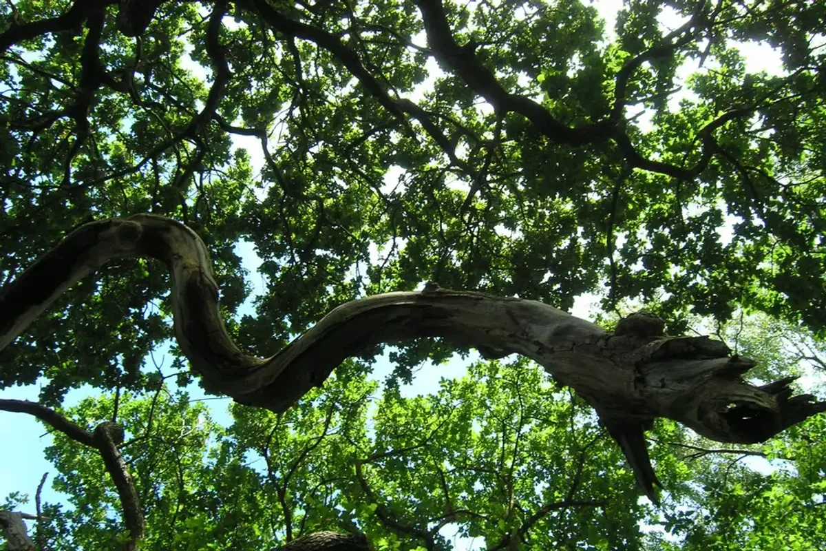 Forever Green photo 6
