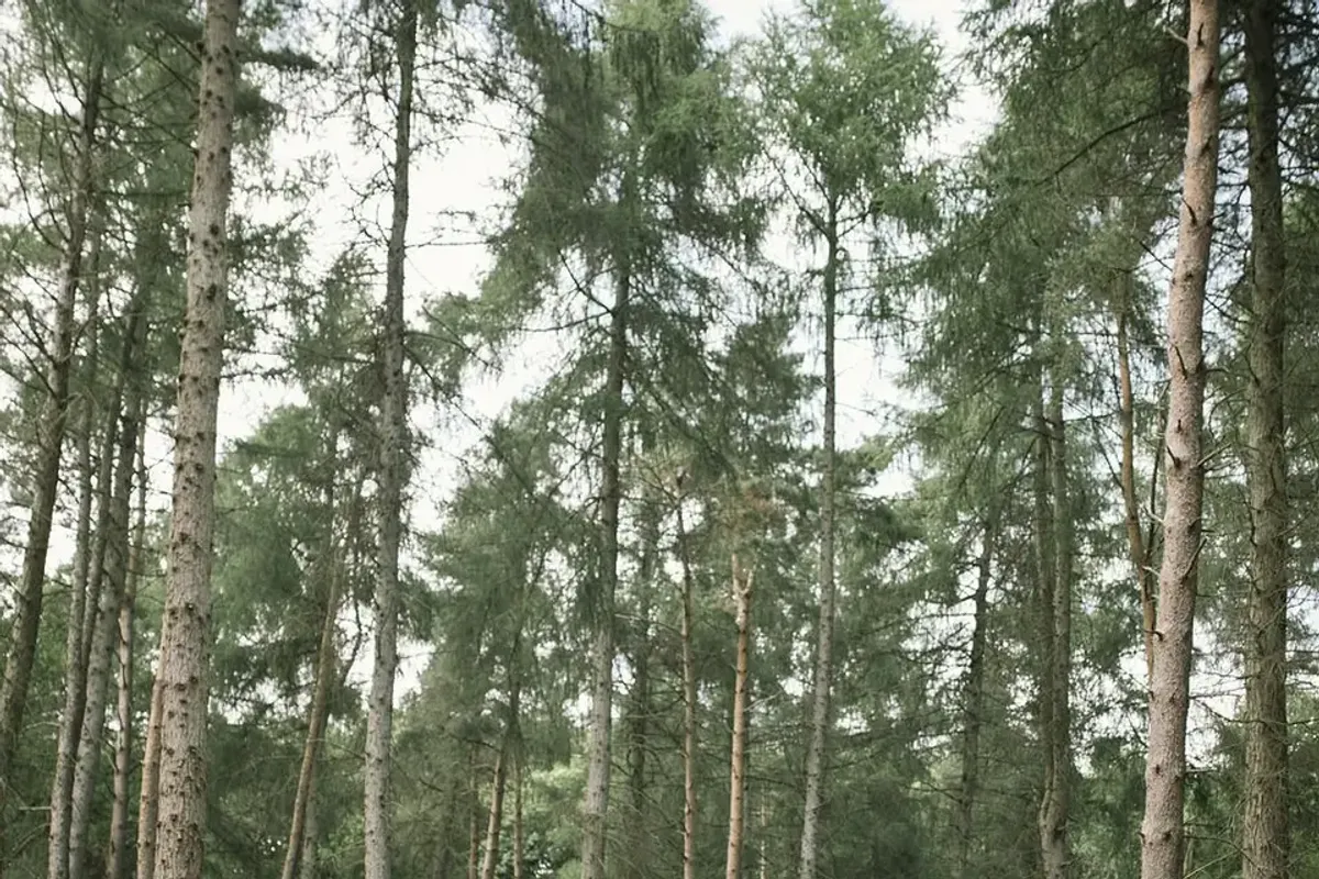 TreeDwellers, Cornbury photo 5
