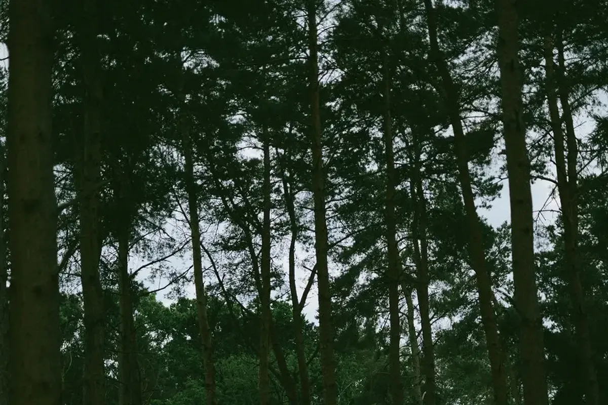 TreeDwellers, Cornbury photo 9