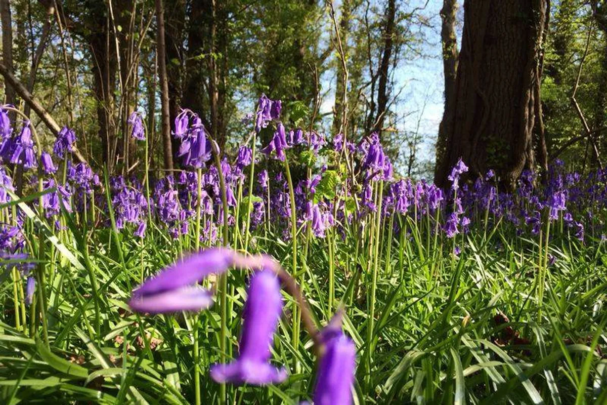 Gaveston Hall photo 9