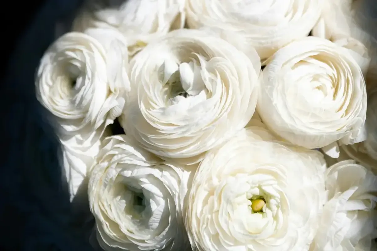 Anomis Flowers photo 8