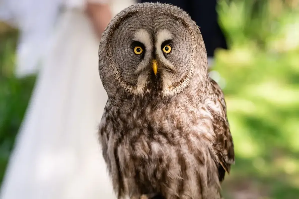 Hawk Conservancy Trust, wedding venue in Hampshire, UK